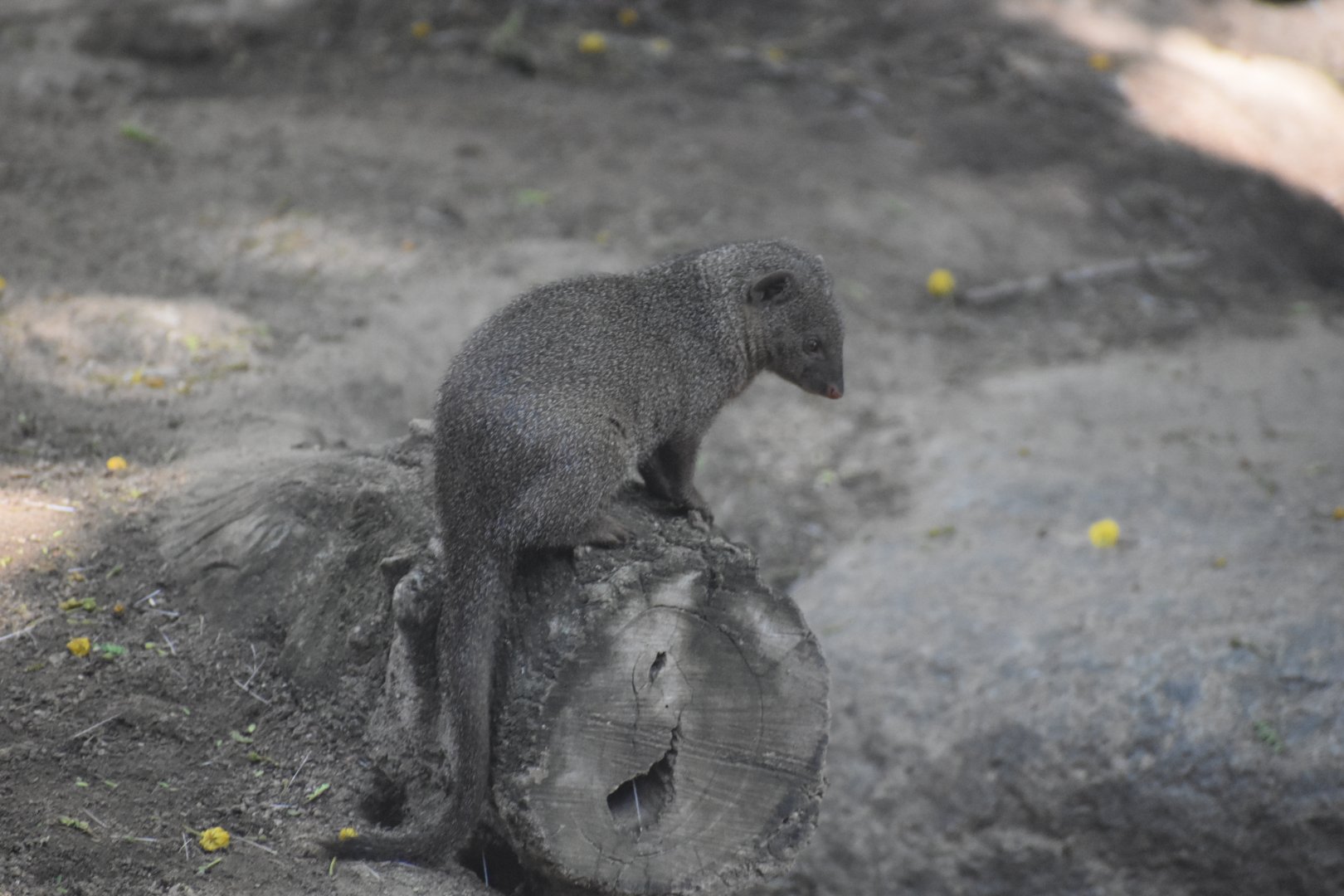 Dwarf Mongoose