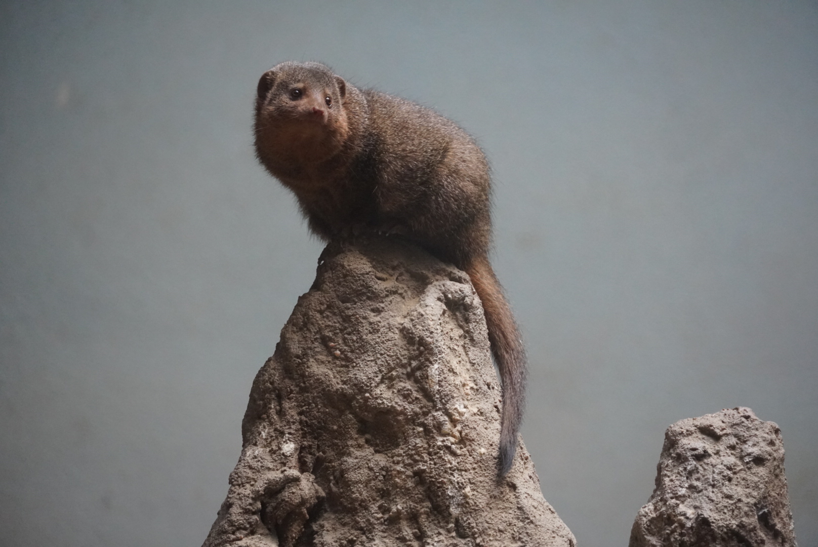 Dwarf Mongoose