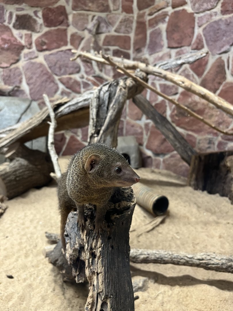Dwarf Mongoose