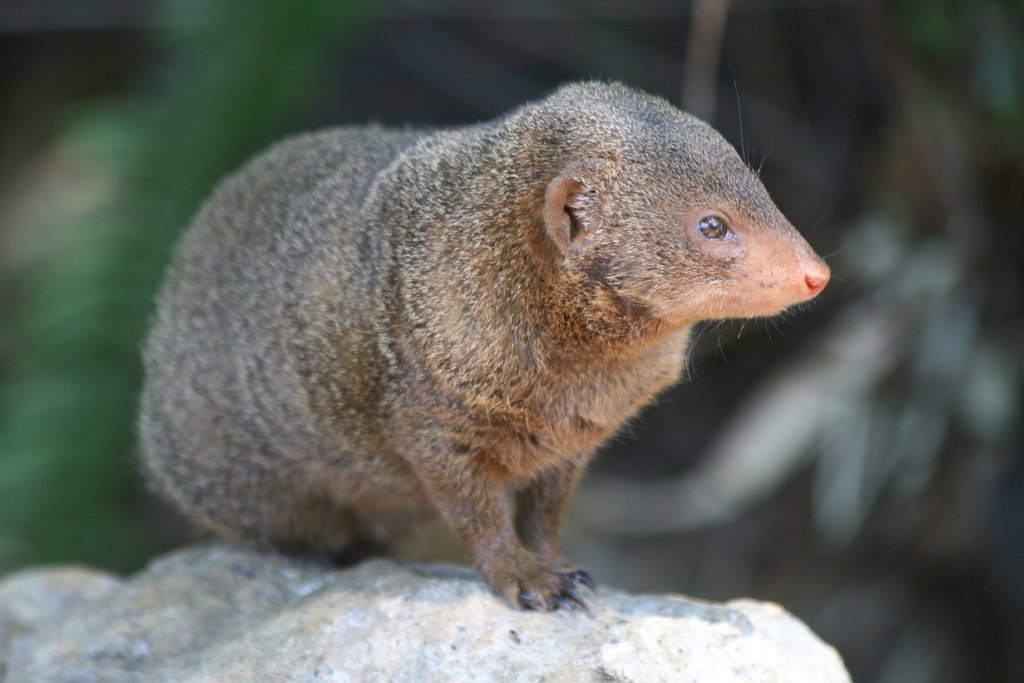 Dwarf Mongoose