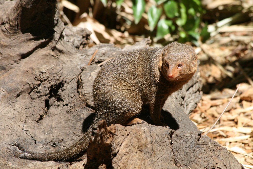 Dwarf Mongoose
