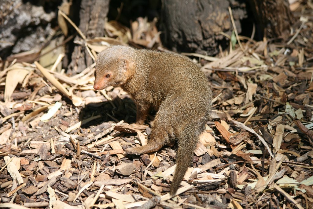 Dwarf Mongoose