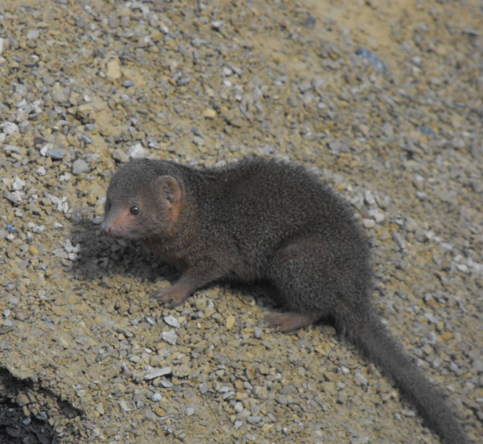 Dwarf Mongoose