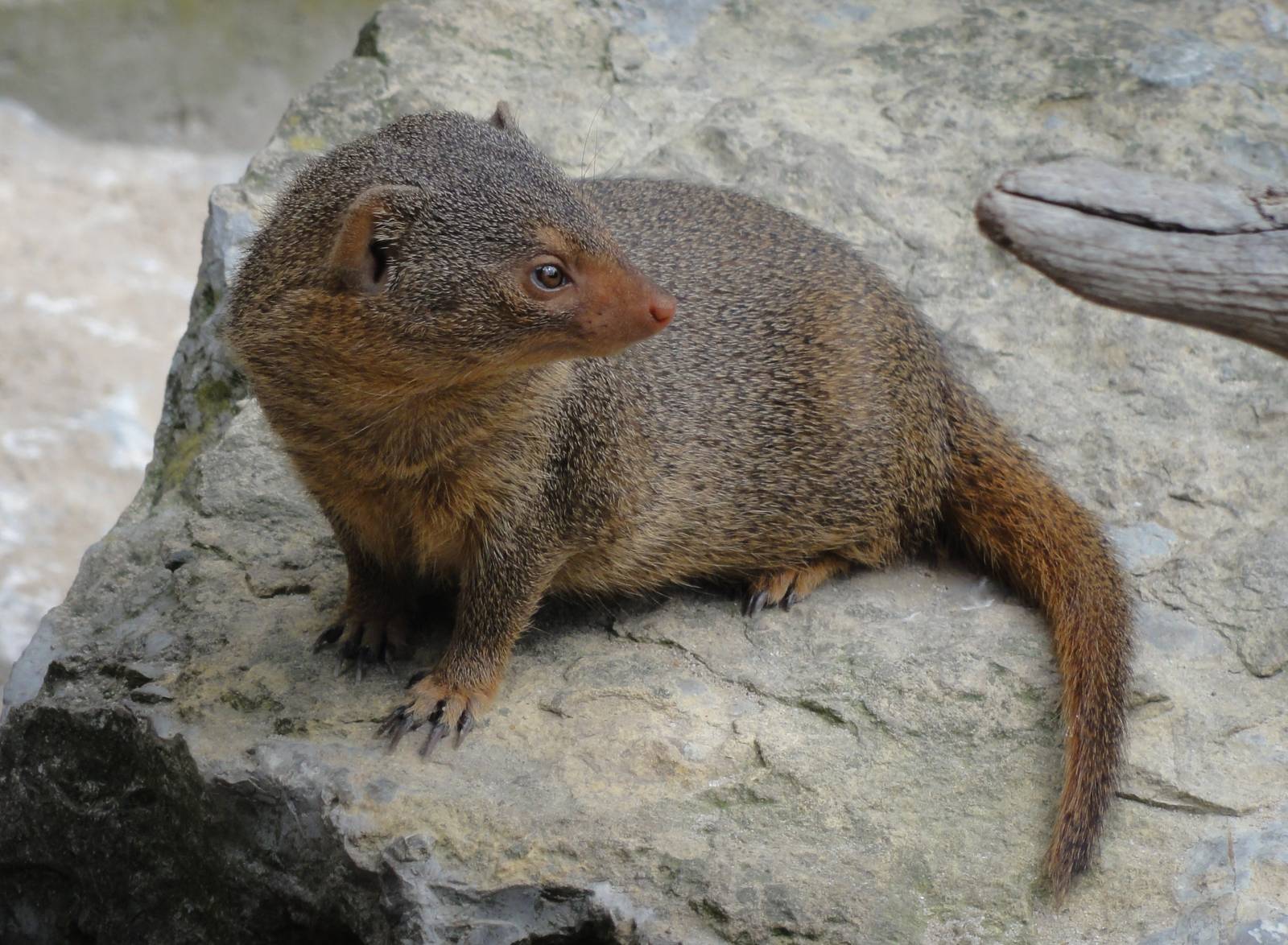 Dwarf Mongoose