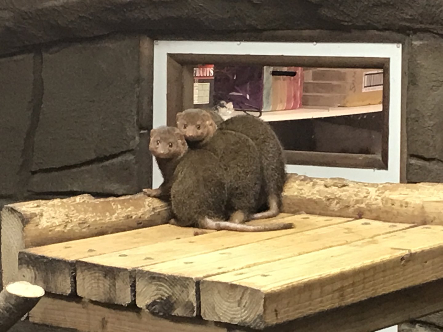 Dwarf mongooses 040319