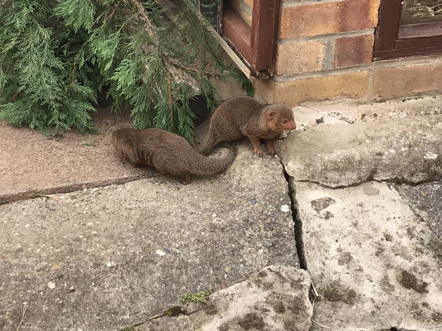Dwarf mongooses 100818