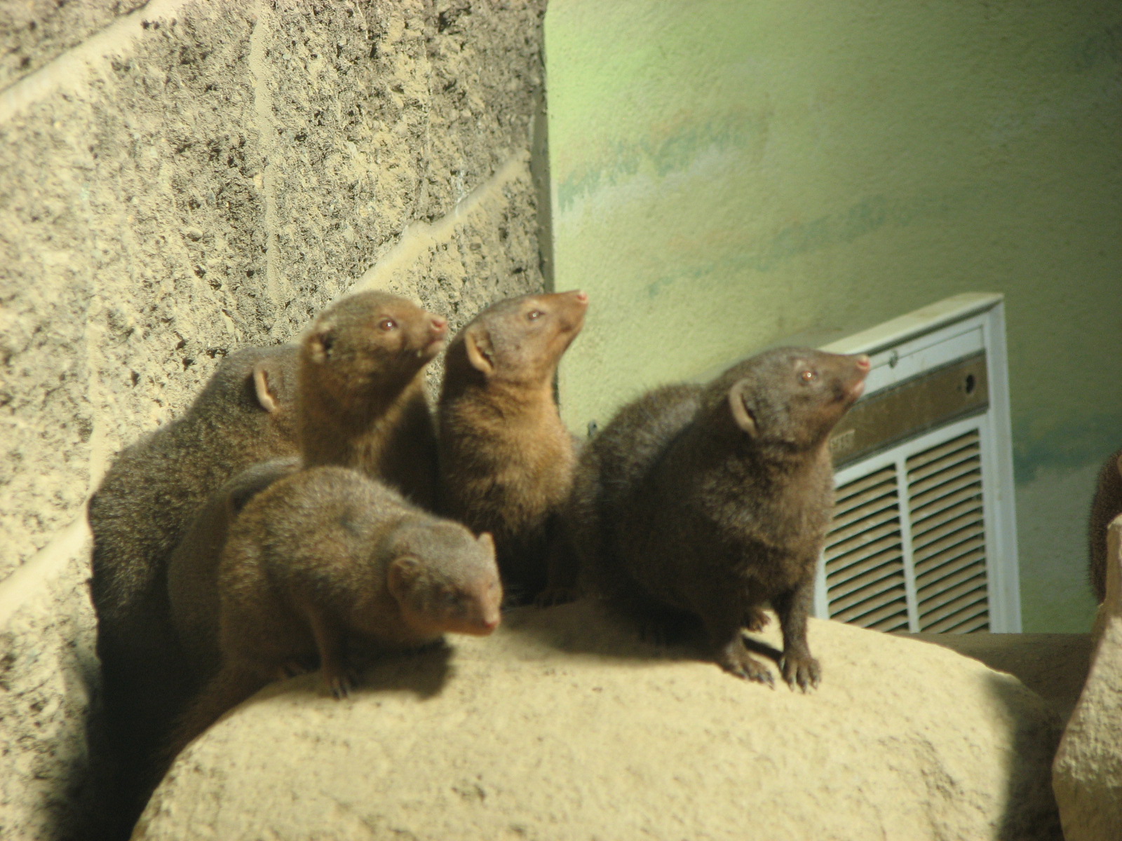 Dwarf Mongooses 2011