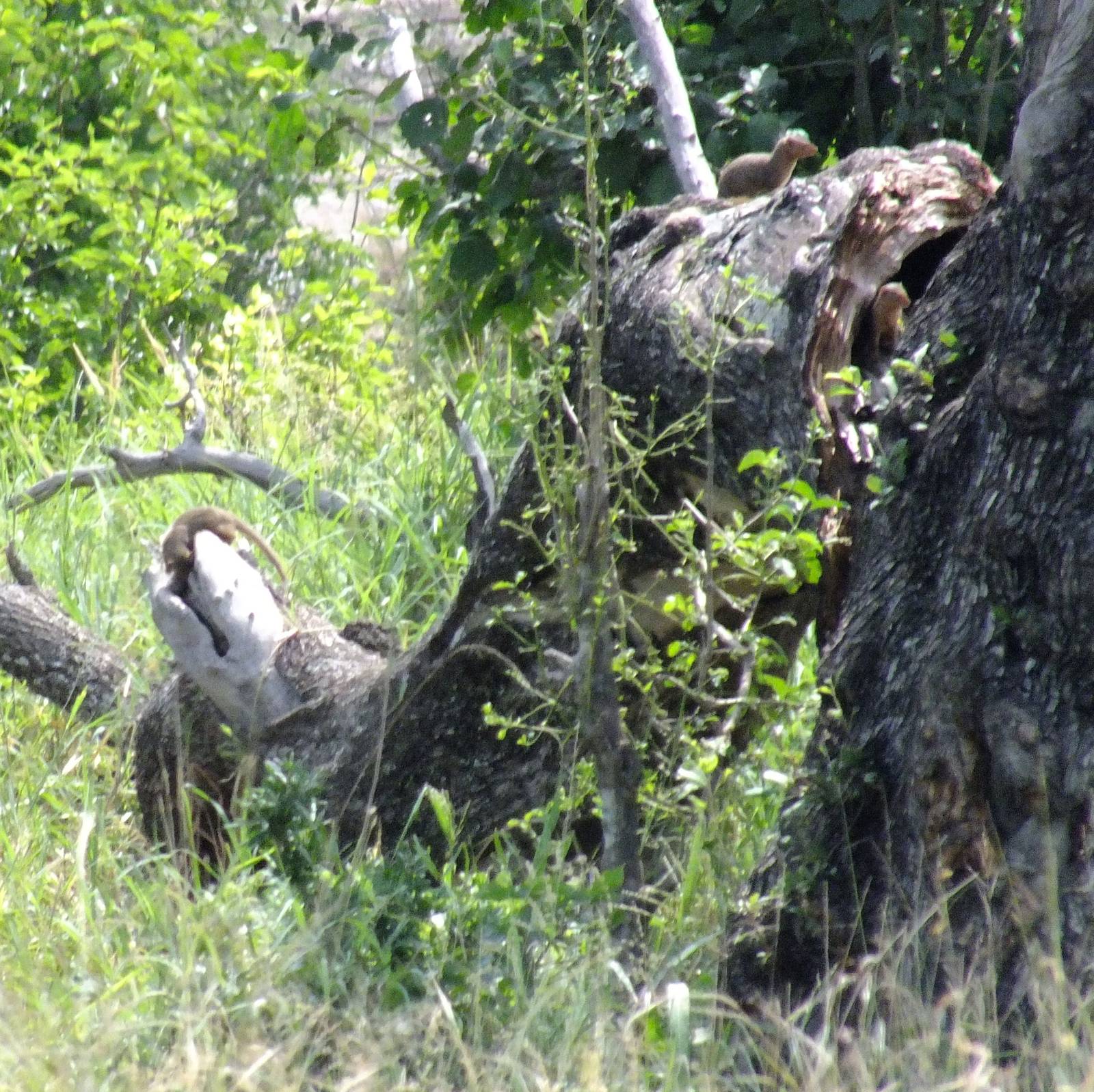 Dwarf Mongooses around a Dead Tree