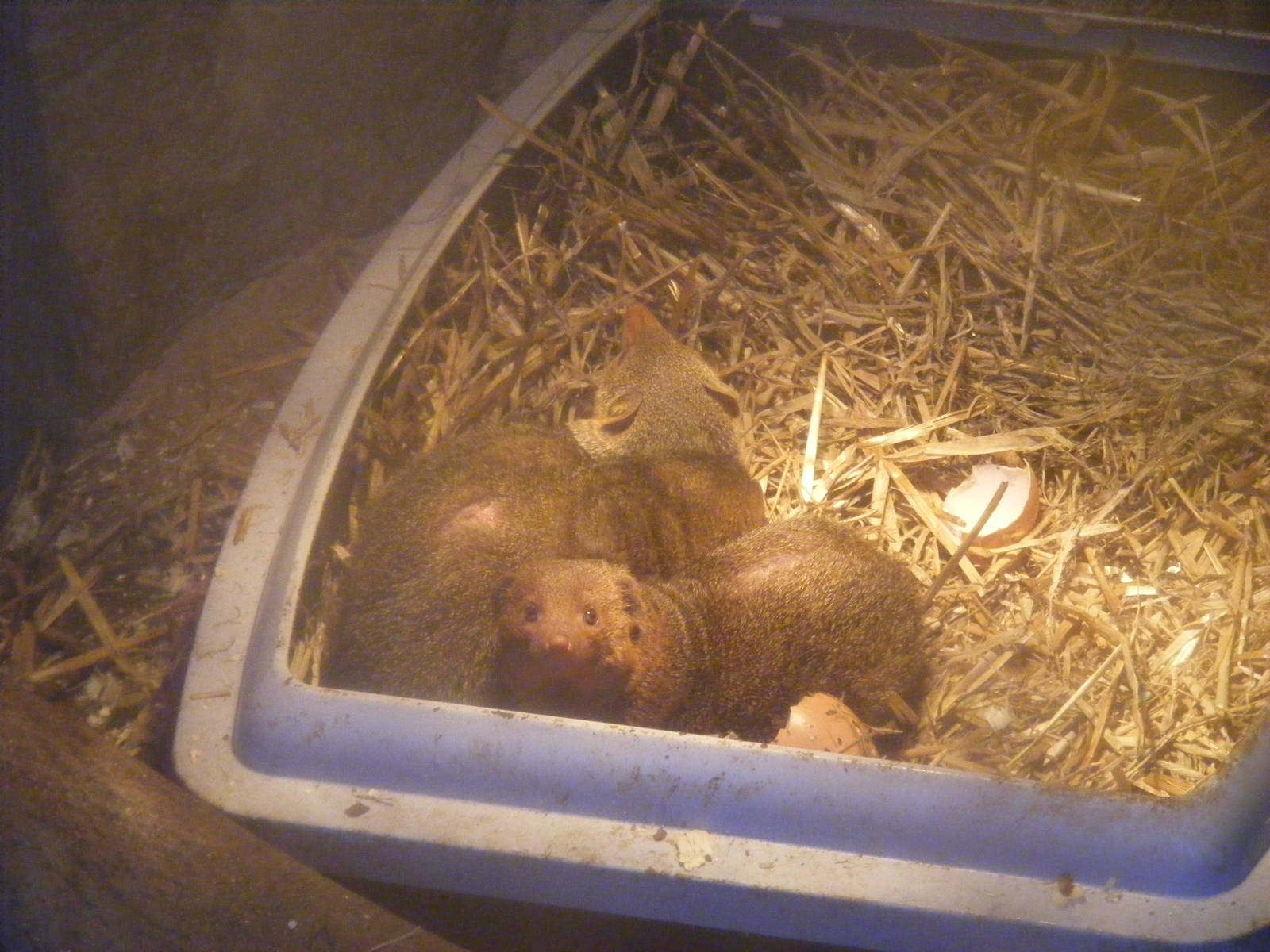Dwarf mongooses at Exmoor Zoo, 29 December 2010