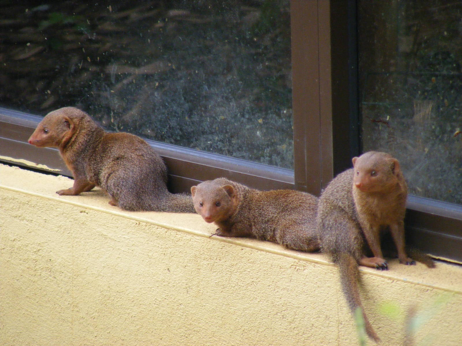 Dwarf mongooses at Marwell Wildlife, 9 October 2010