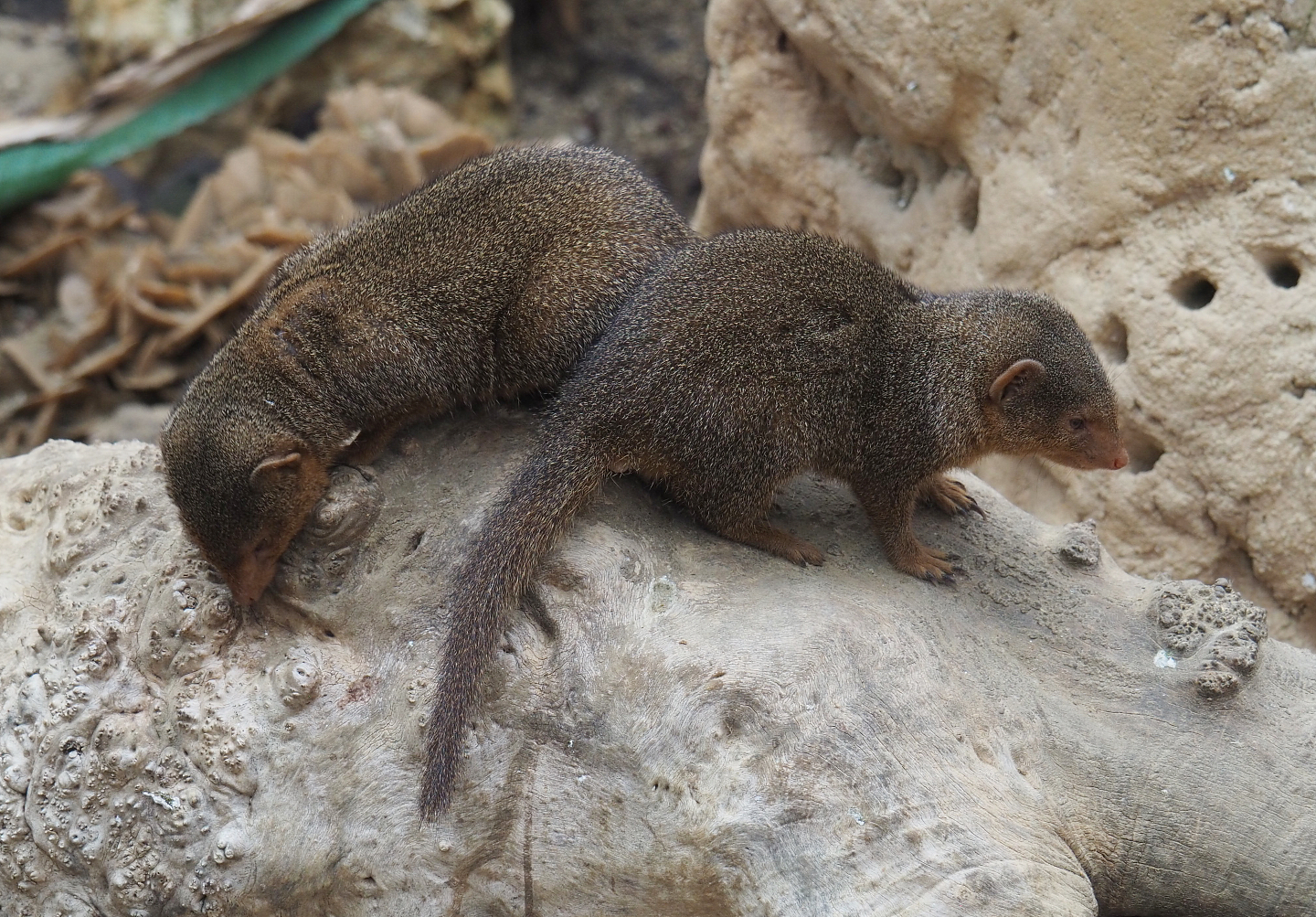 Dwarf mongooses (Helogale parvula), 2020-09-03