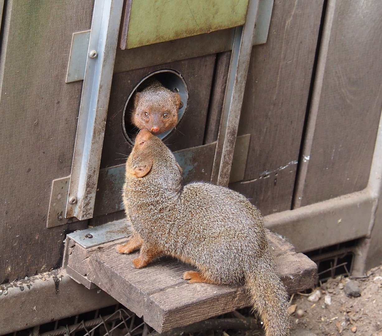 Dwarf mongooses (Helogale parvula), 2022-05-17