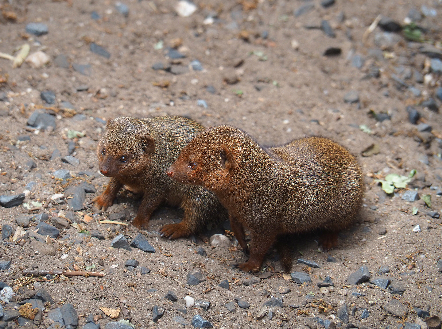 Dwarf mongooses (Helogale parvula), 2022-05-17
