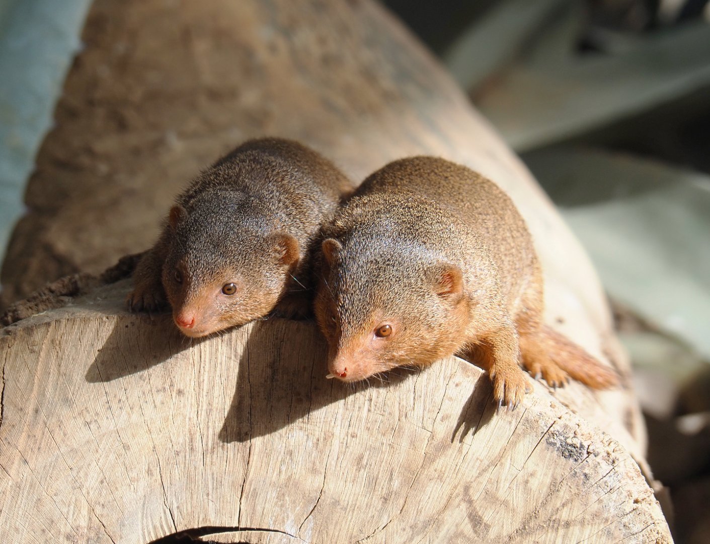 Dwarf mongooses (Helogale parvula), 2022-06-28