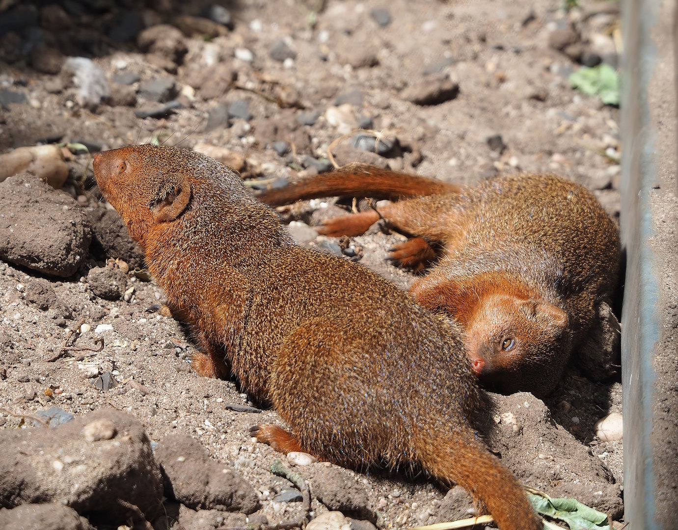 Dwarf mongooses (Helogale parvula), 2023-05-31