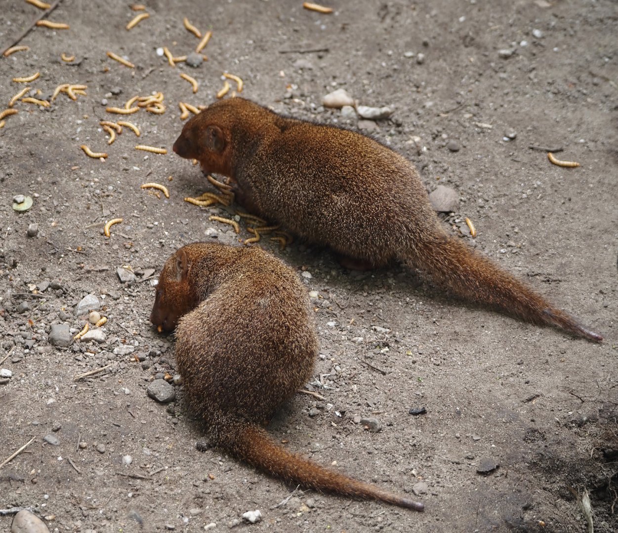 Dwarf mongooses (Helogale parvula), 2024-04-14