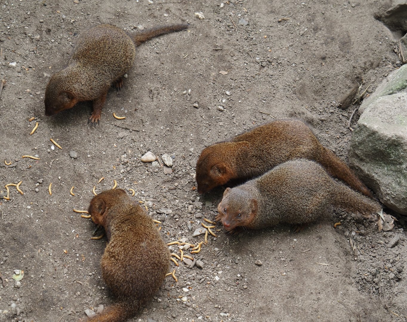 Dwarf mongooses (Helogale parvula), 2024-04-14