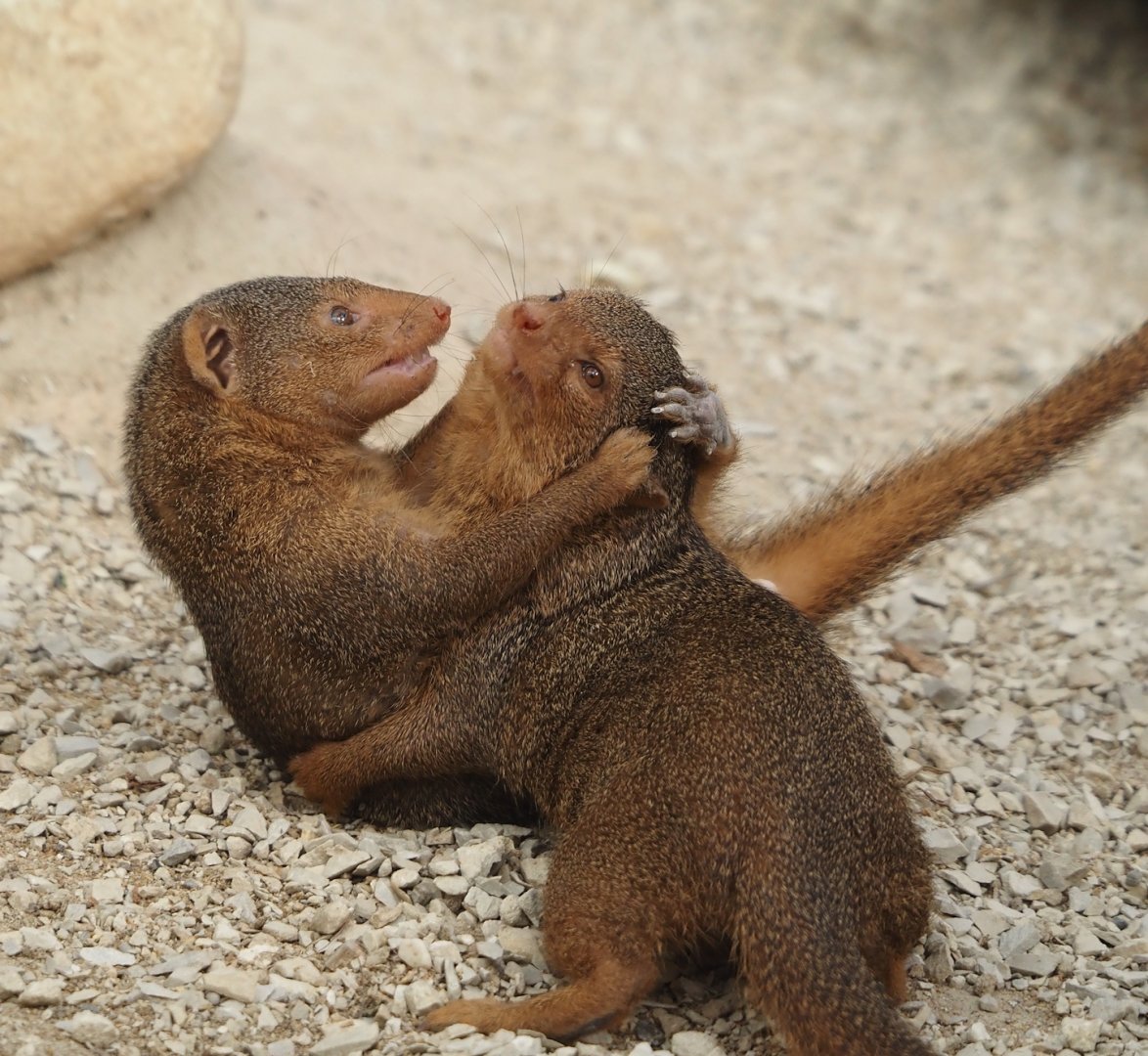 Dwarf mongooses (Helogale parvula), 2024-09-17