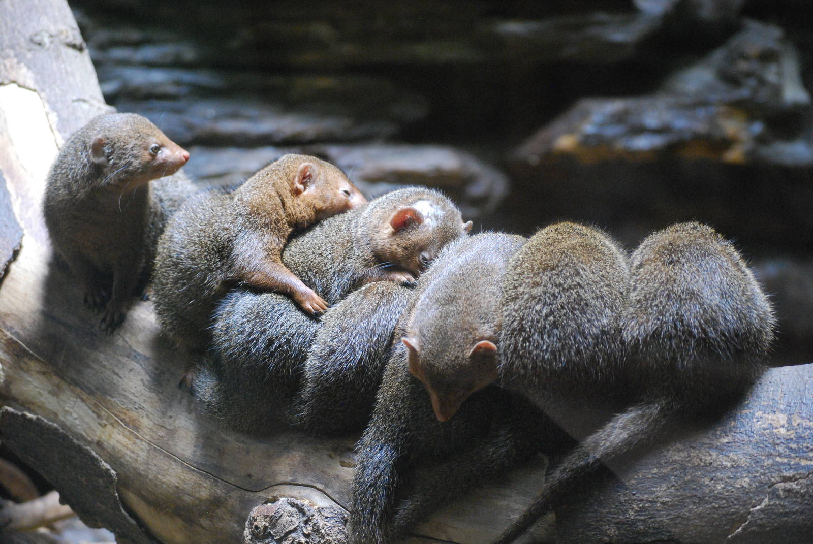 Dwarf mongooses (Helogale parvula)