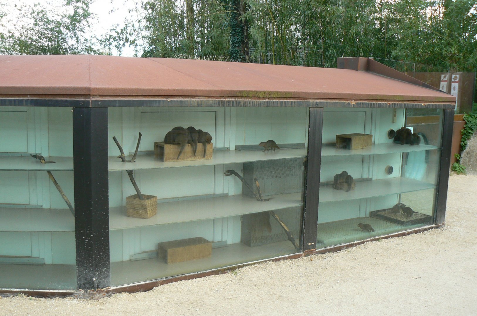 Dwarf mongooses house