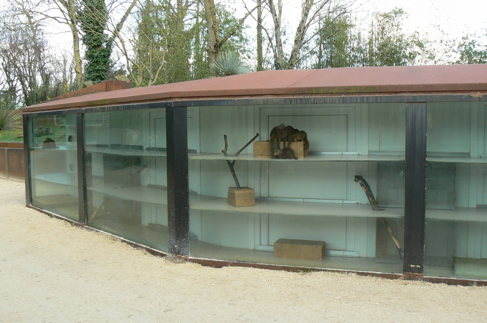 Dwarf mongooses house