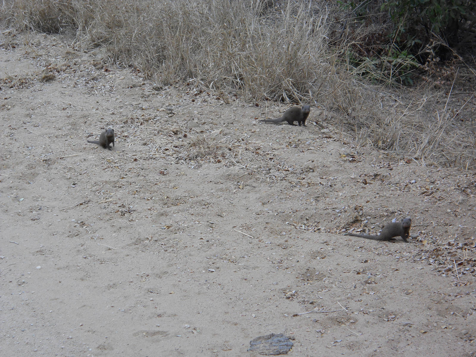 Dwarf mongooses, Kruger National Park