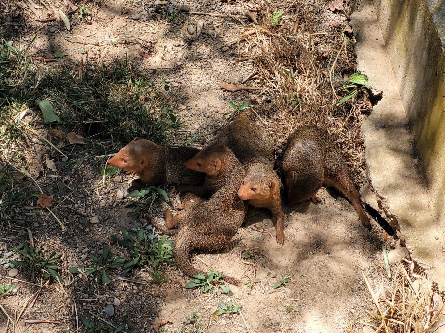 Dwarf mongooses -Sendaviva (2024)