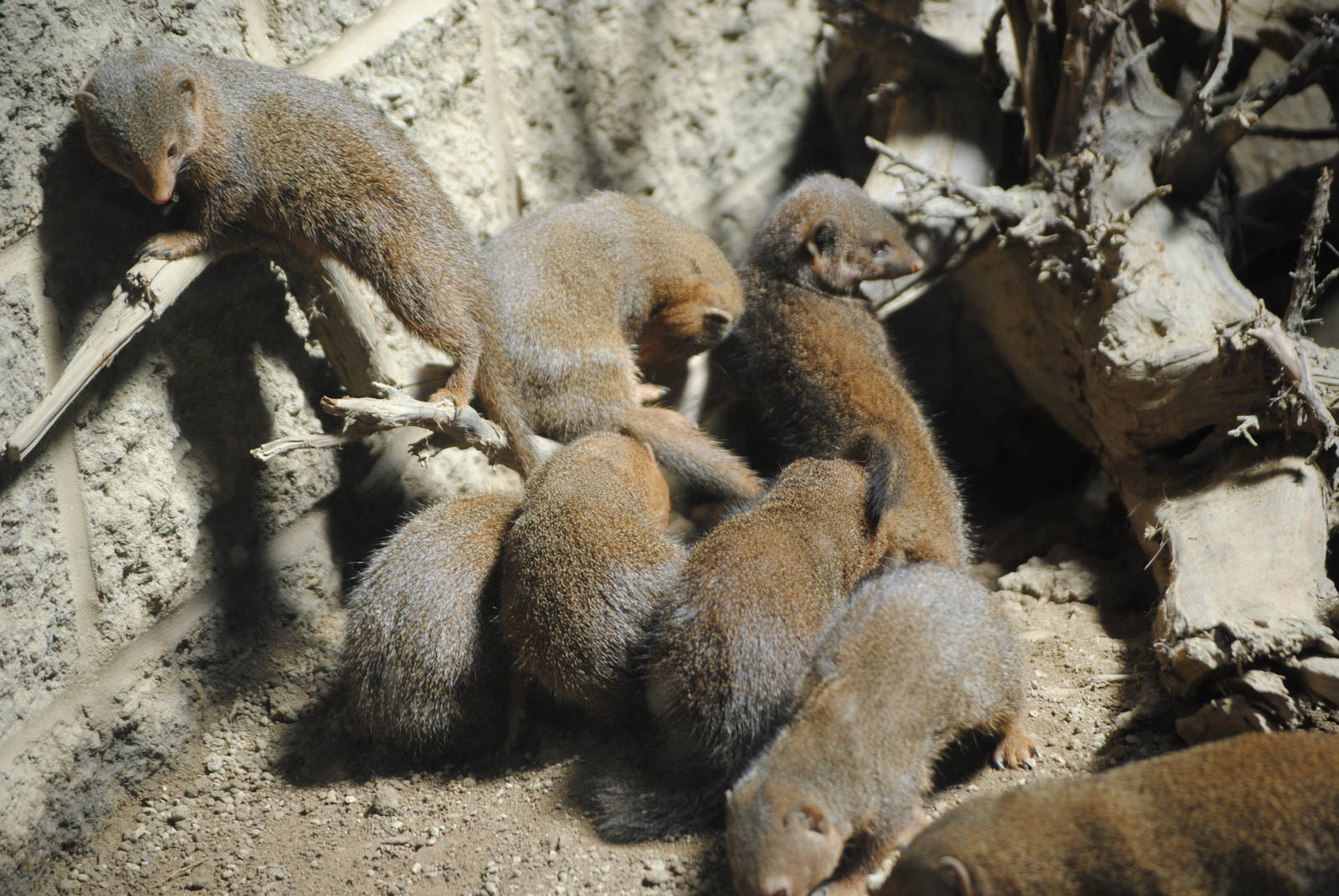 Dwarf Mongooses