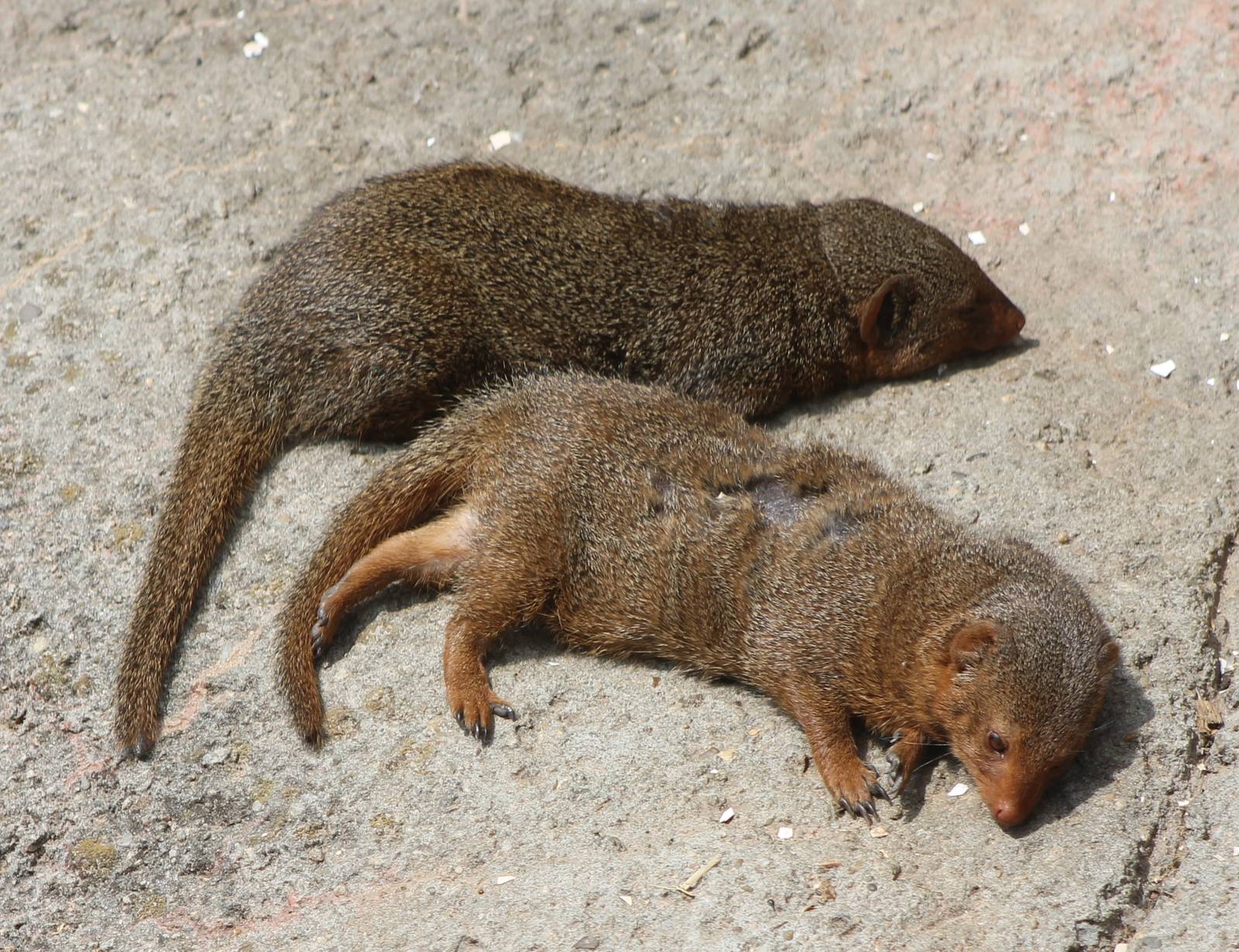 Dwarf mongooses