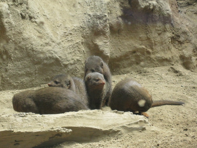 Dwarf Mongooses