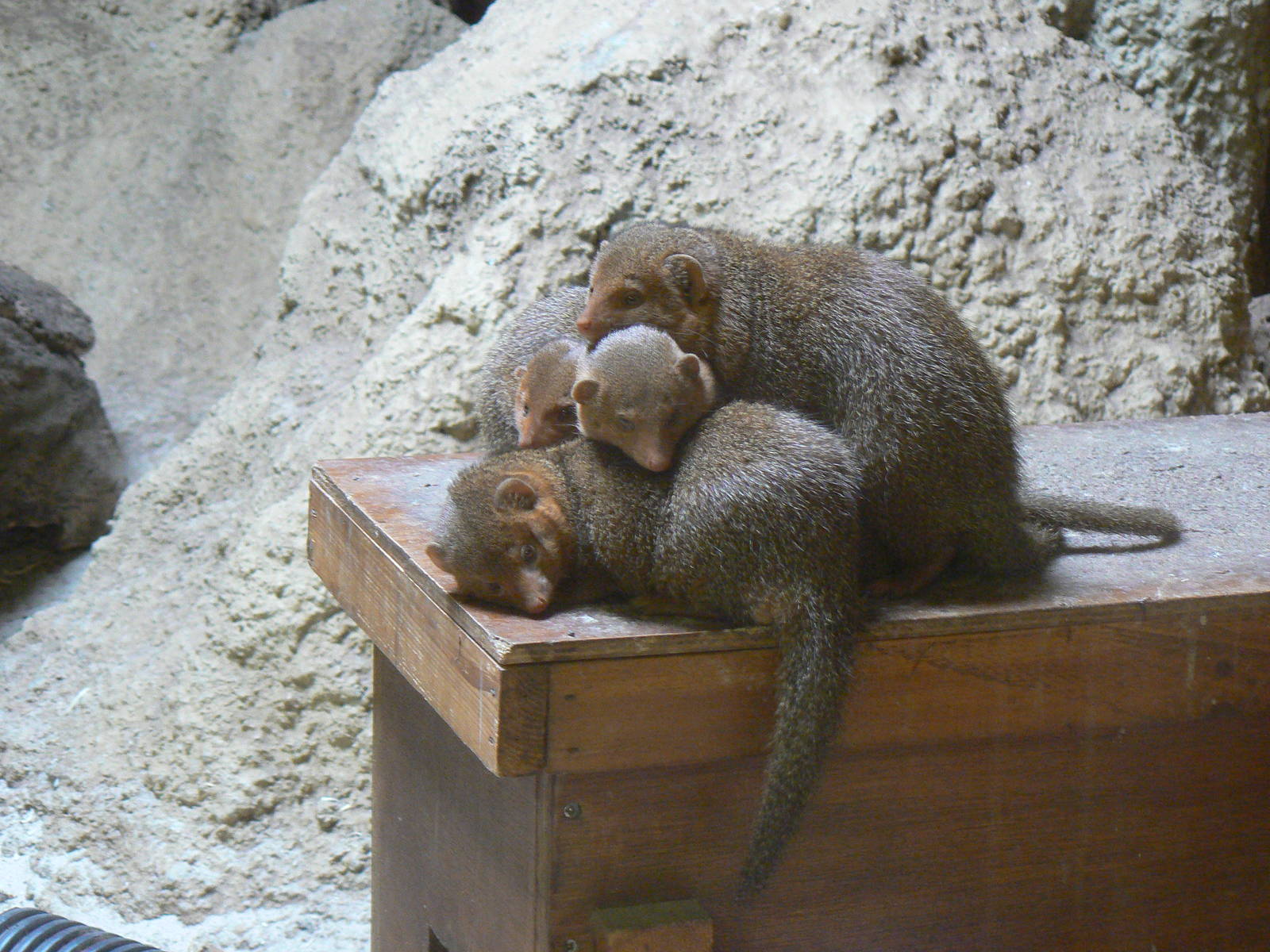 Dwarf Mongooses