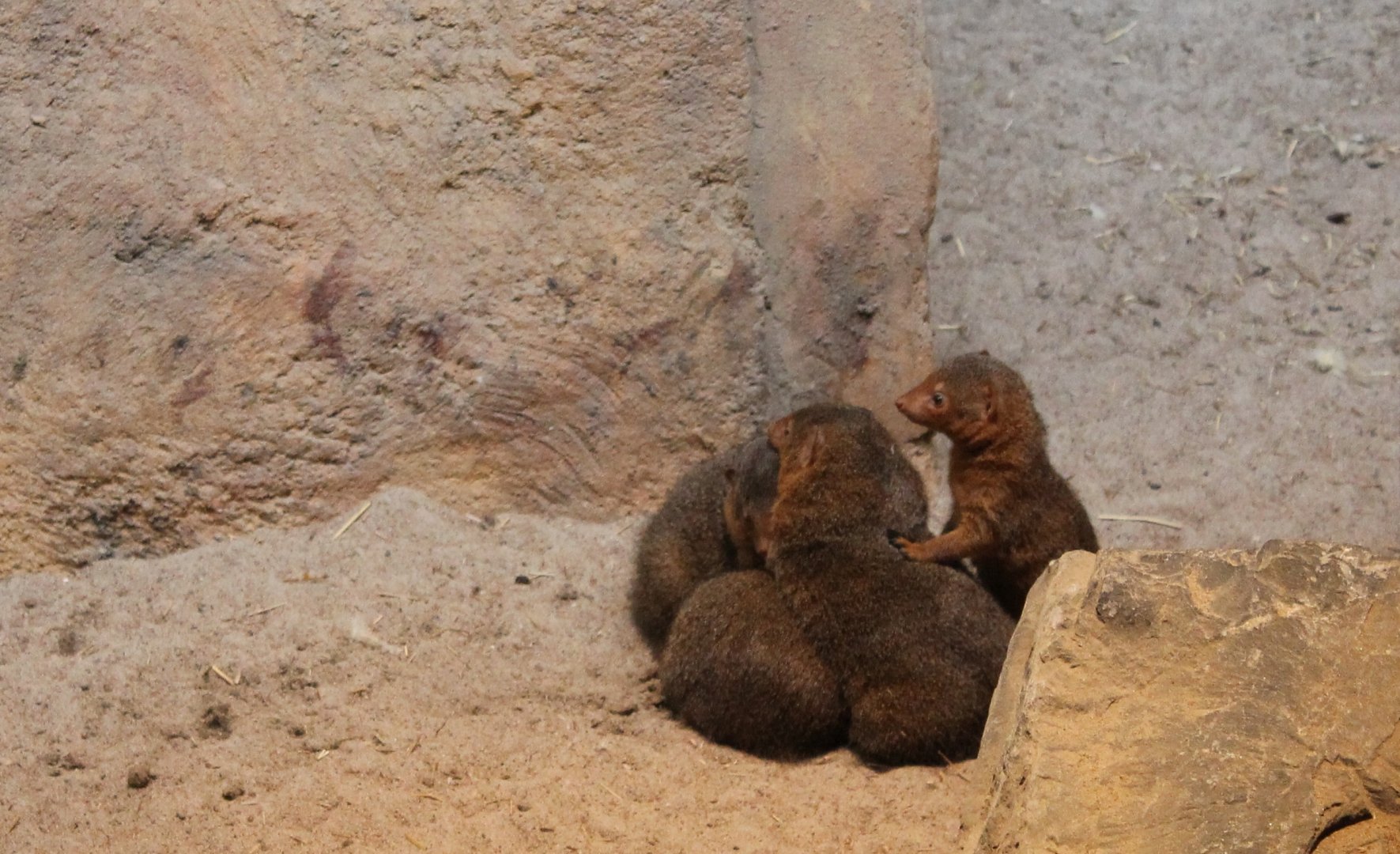 Dwarf mongooses