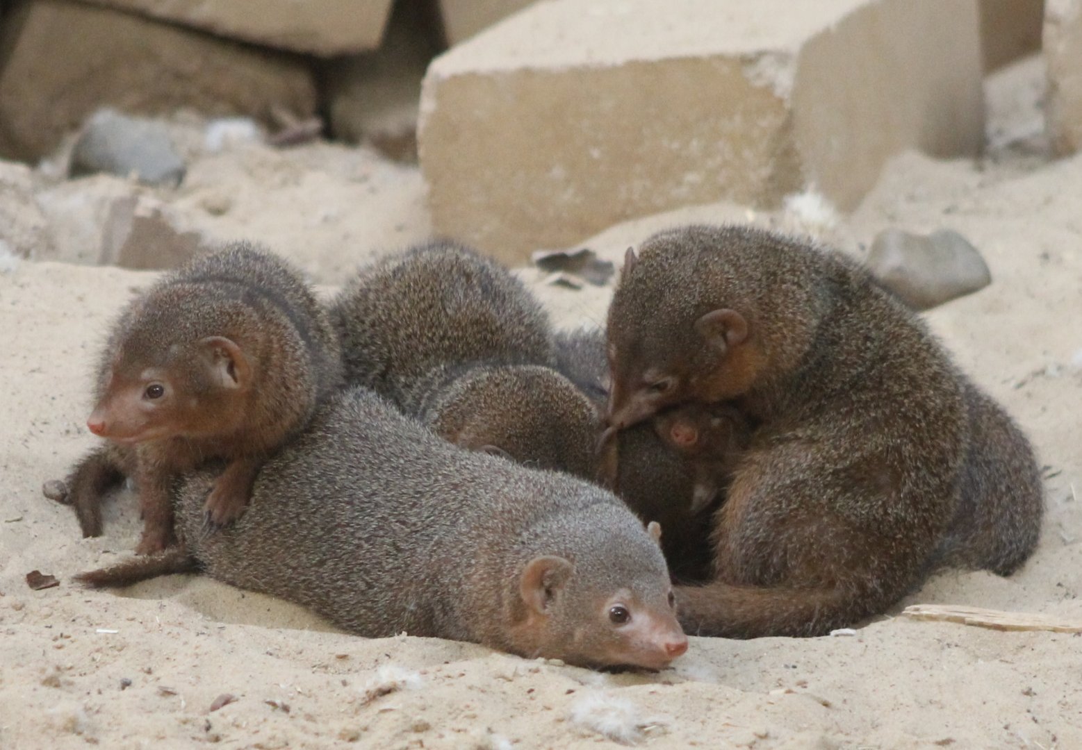 Dwarf mongooses