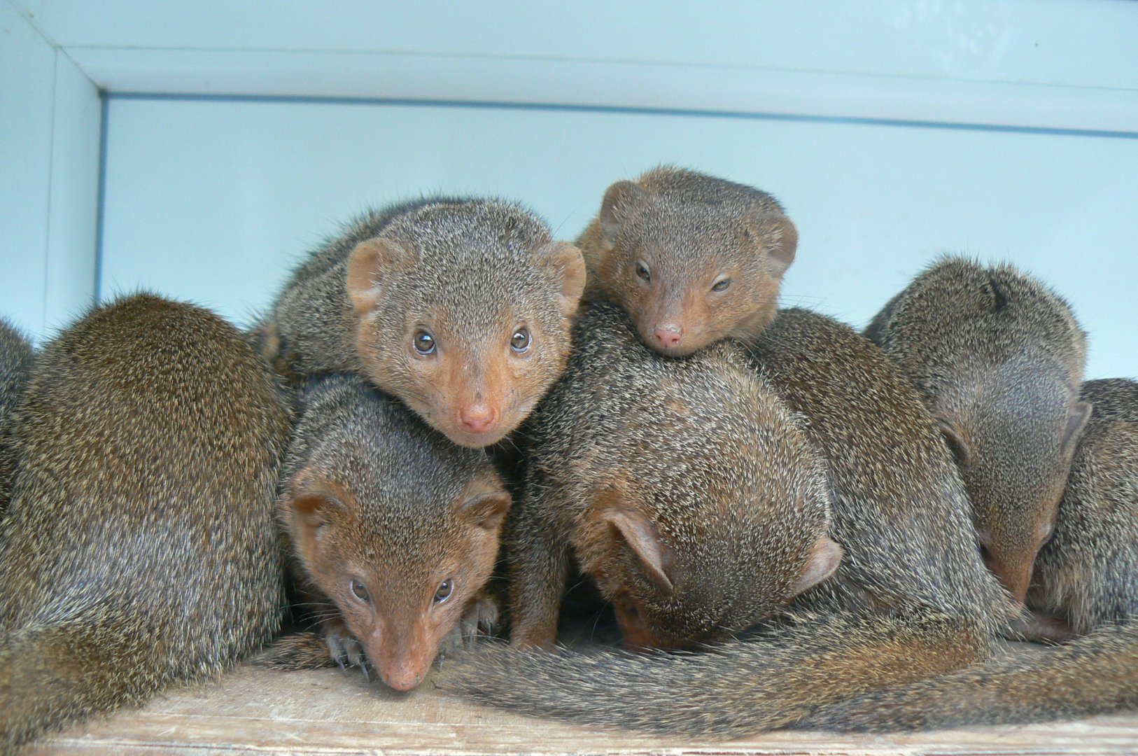 Dwarf mongooses