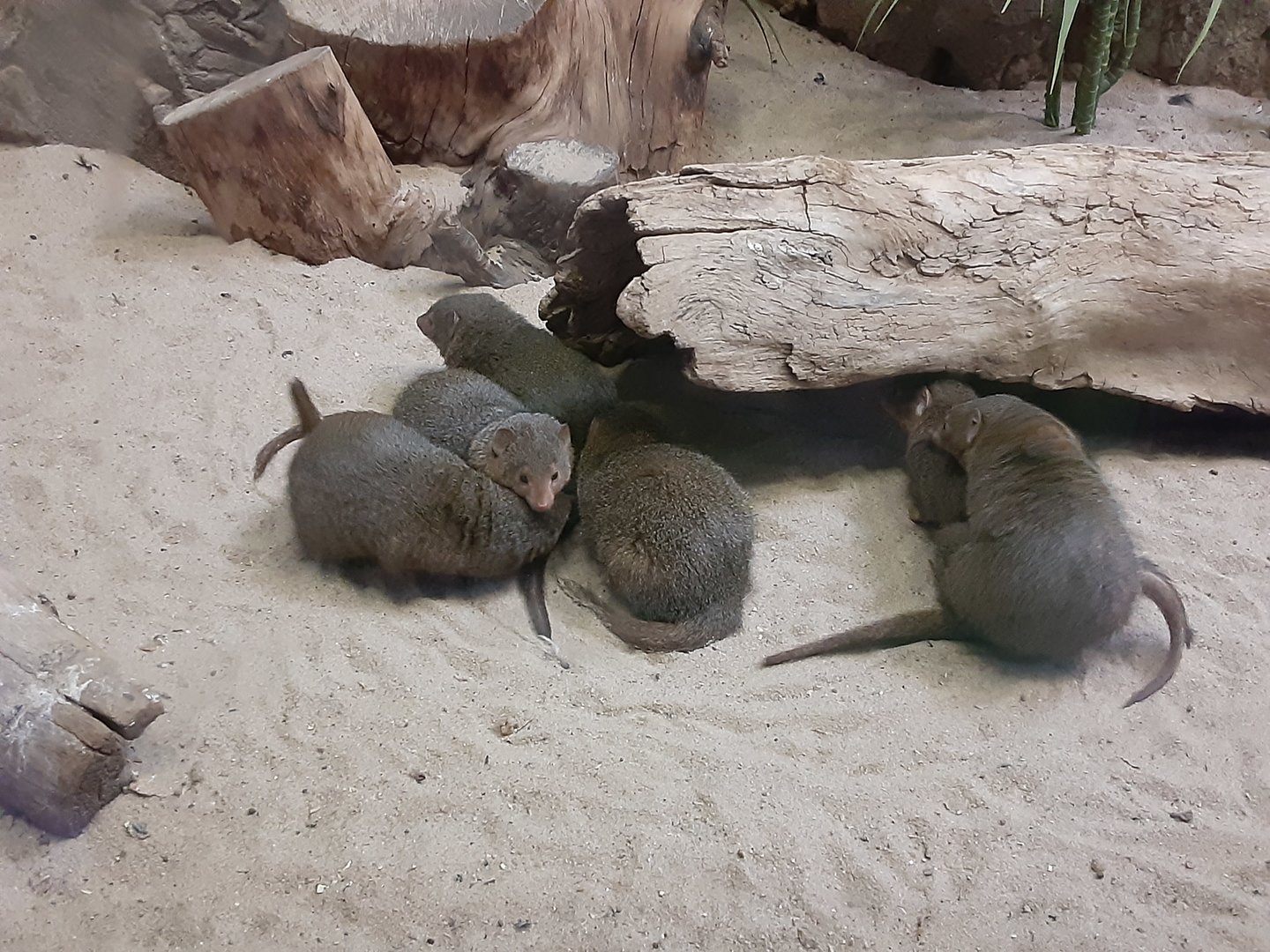 Dwarf Mongooses