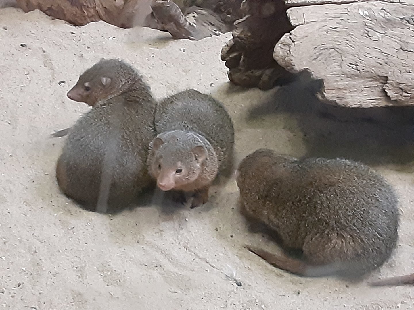 Dwarf Mongooses