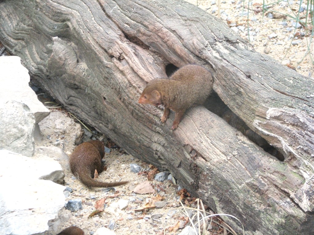 Dwarf mongooses