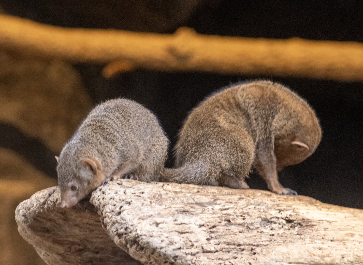Dwarf Mongooses