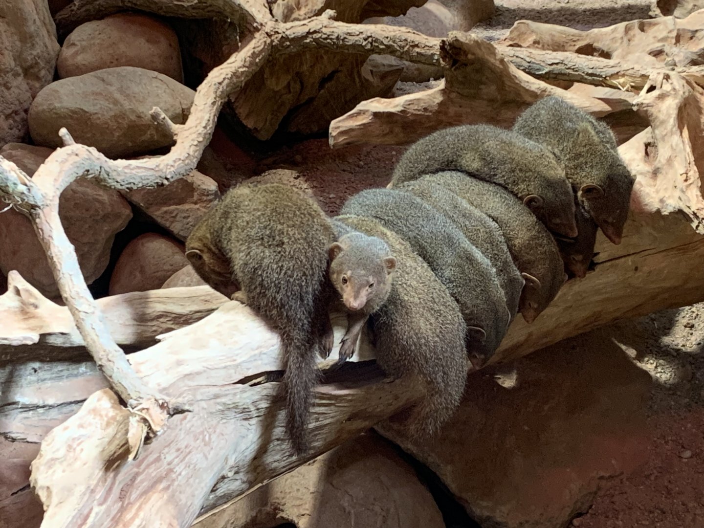 Dwarf mongooses