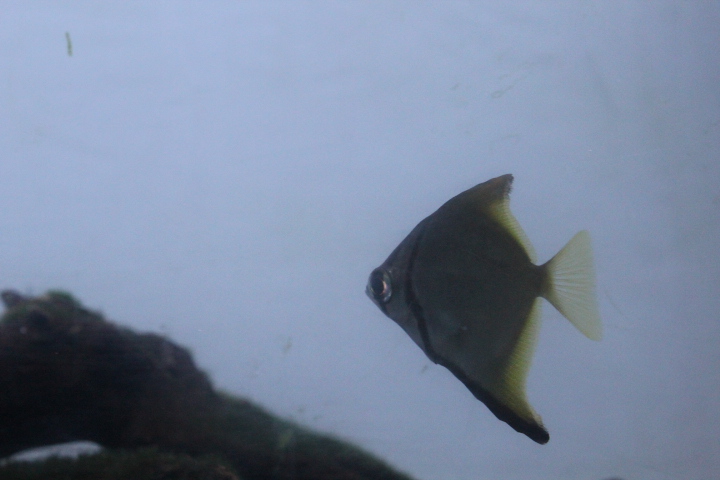 Dwarf moony (Monodactylus kottelati)