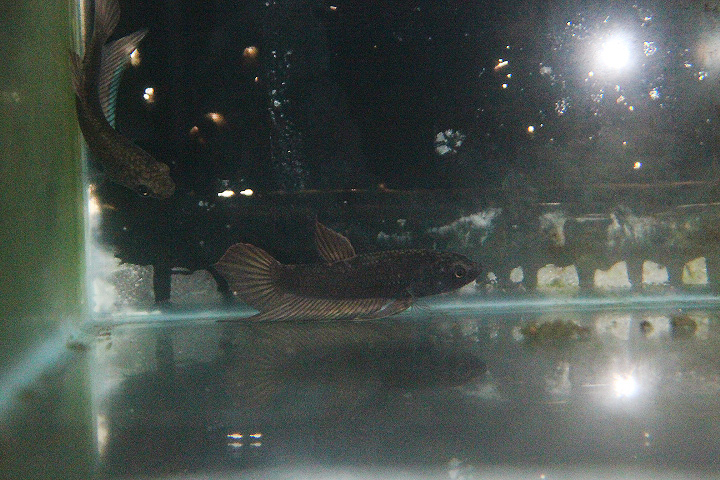 Dwarf mouthbrooder (Betta dimidiata) - PCBA