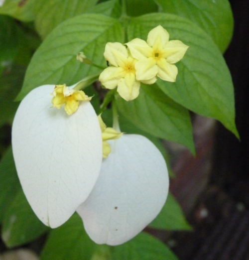 Dwarf Mussaenda (Mussaenda flava)