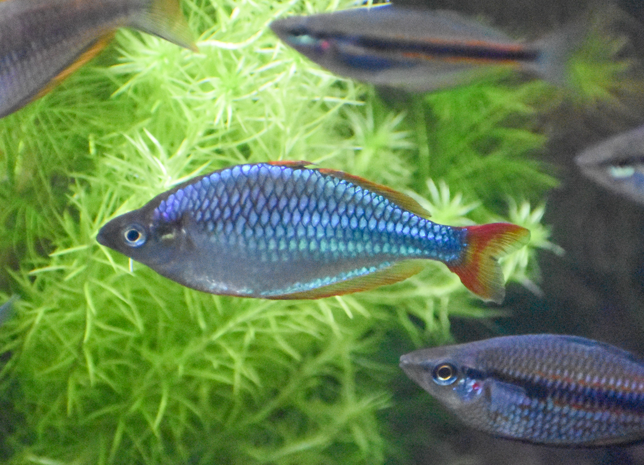 Dwarf Neon Rainbowfish (Melanotaenia praecox)