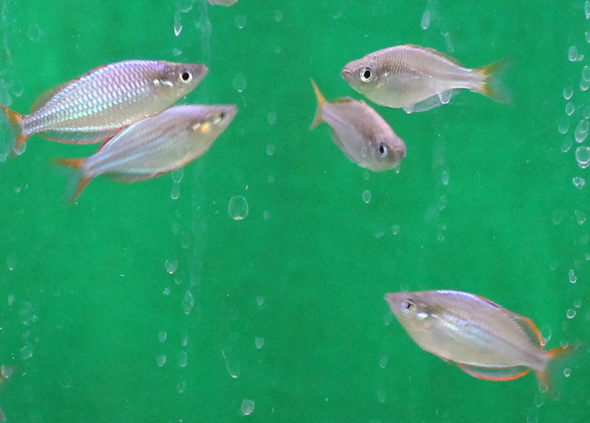 Dwarf neon rainbowfish