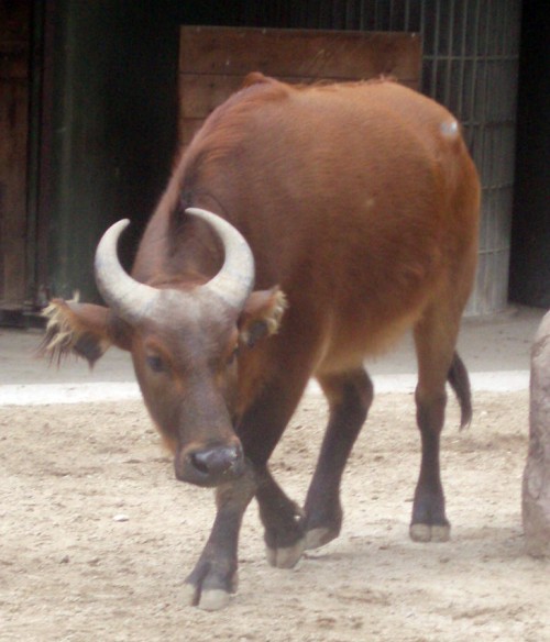 Dwarf or Red Buffalo (Syncerus caffer nanus)