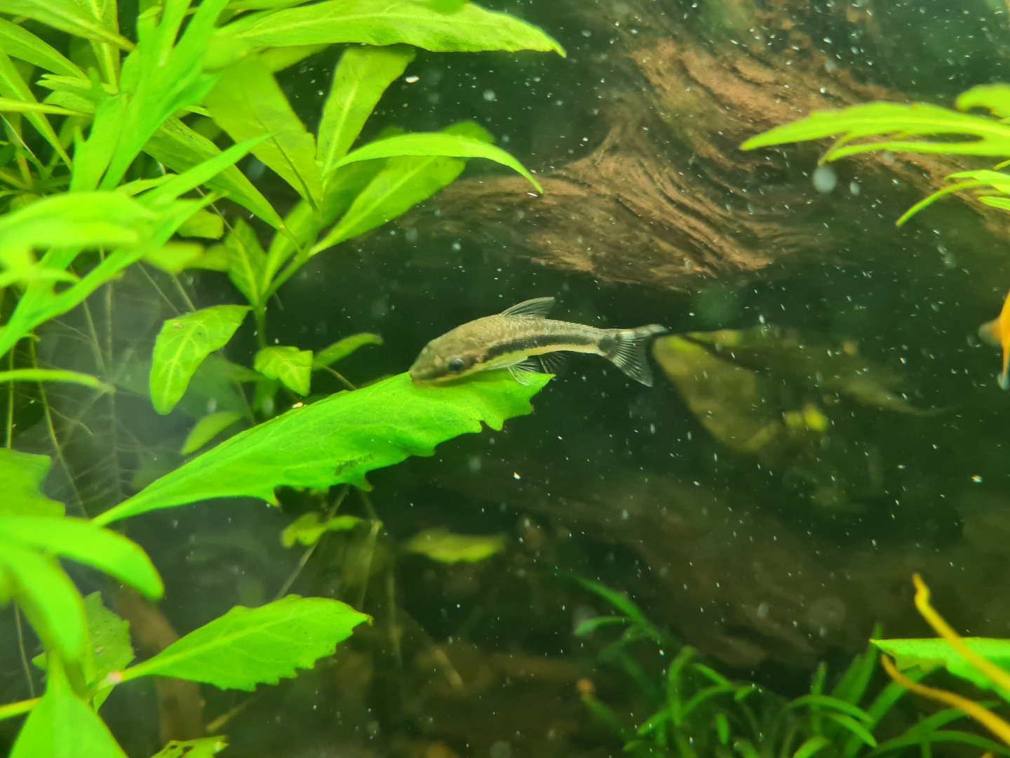 Dwarf otocinclus