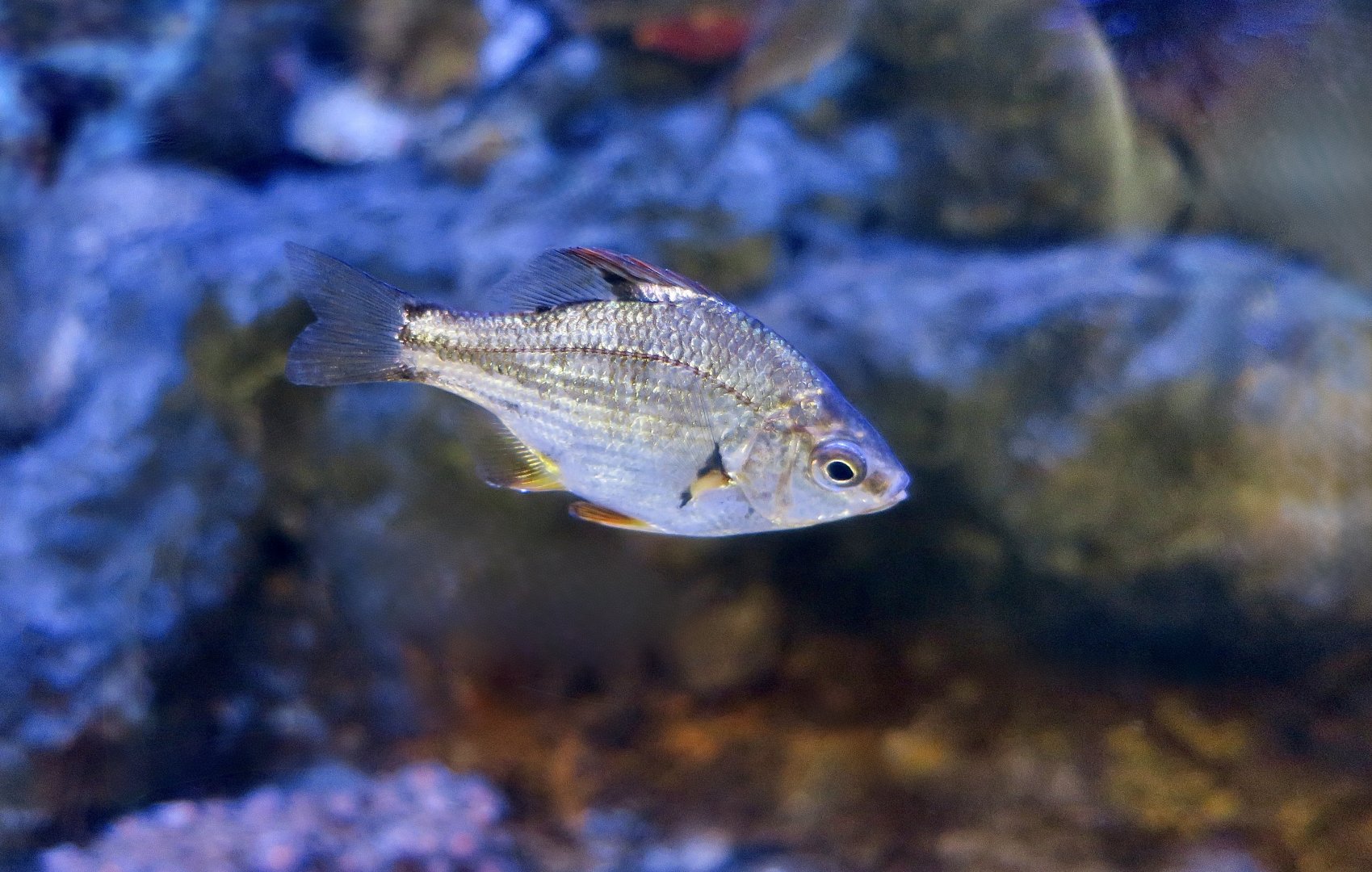 Dwarf Perch (Micrometrus minimus)
