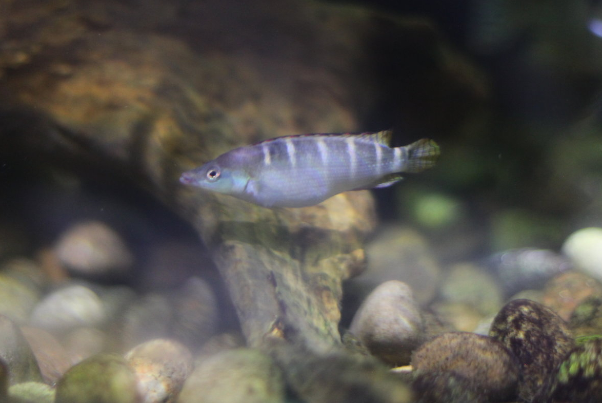 Dwarf pike cichlid (Crenicichla compressiceps)