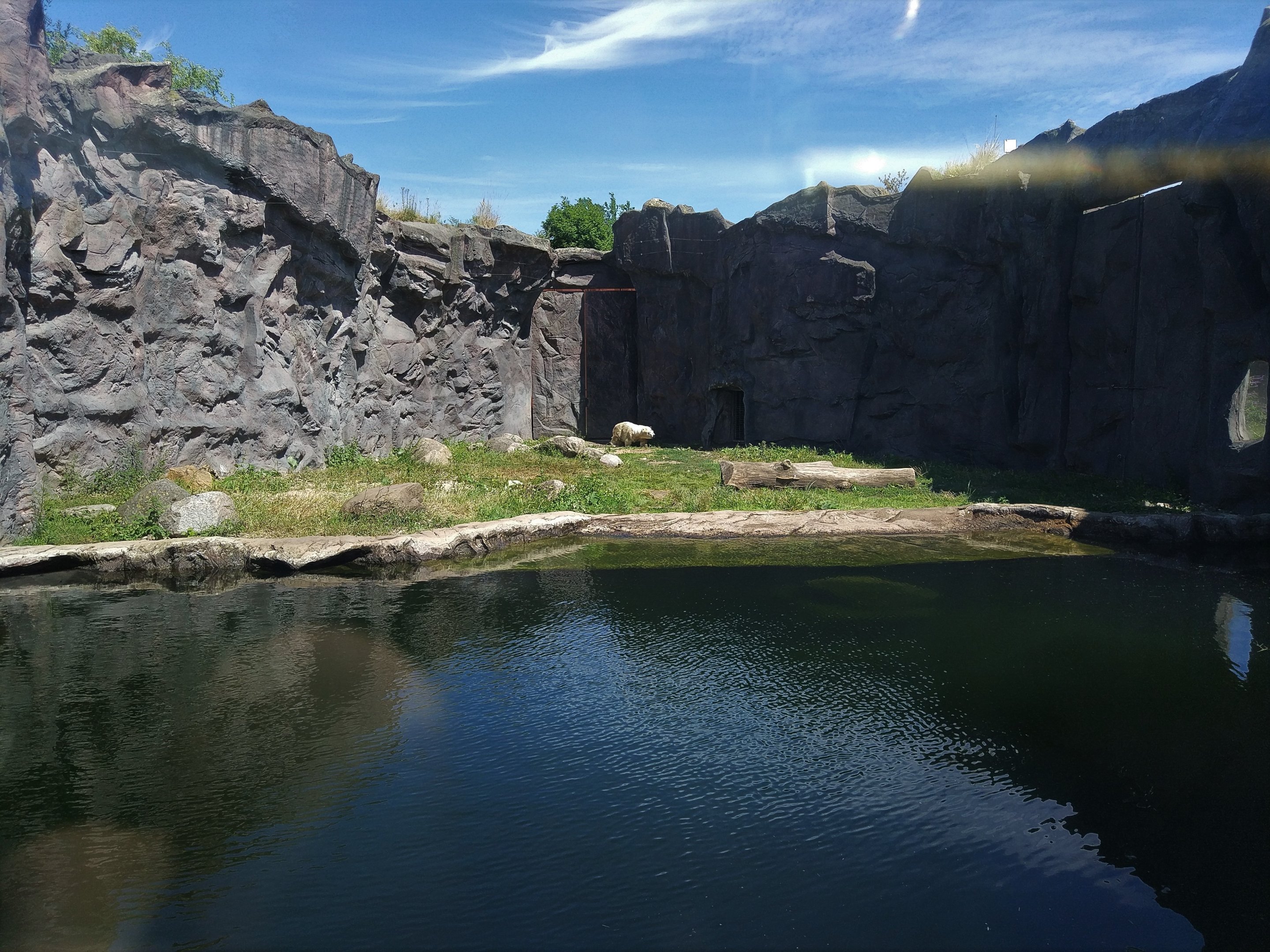 Dwarf Polar Bear Exhibit