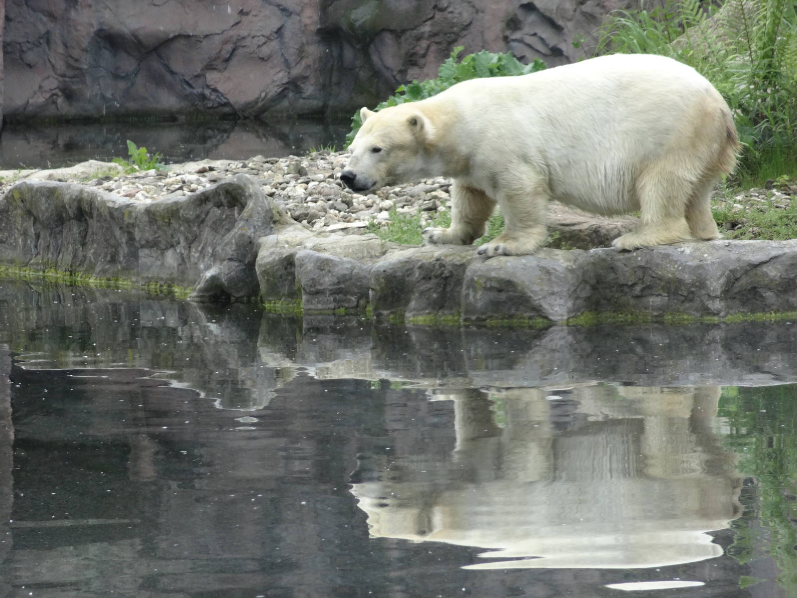 Dwarf polar bear